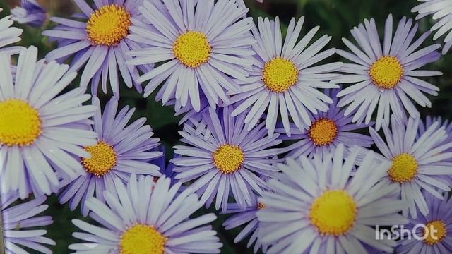 Цветочный гороскоп. Весы. 21.10.2023. смотреть онлайн