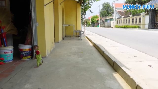 Monkey Pupu Stalking Dad and asks him for money to go shopping! смотреть онлайн