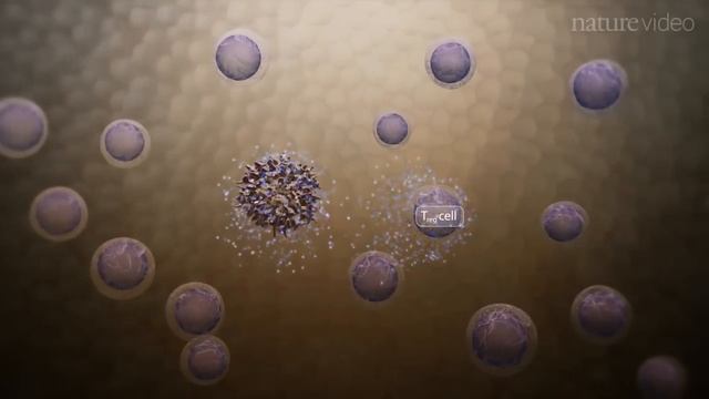 Immunology in the Gut Mucosa смотреть онлайн