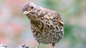 Дрозд пение. Звуки природы. Пение дрозда. Пение птиц в лесу. Релакс видео.