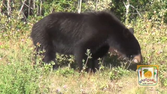 Карточки для детей - Медведица с медвежонком - Животные для детей смотреть онлайн