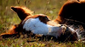 "Выйду ночью в поле с конём"