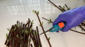 ✂️ЧЕРЕНКОВАНИЕ ГОРТЕНЗИИ✂️ Гортензии размножение ?Метельчатая гортензия?Черенки гортензии весной