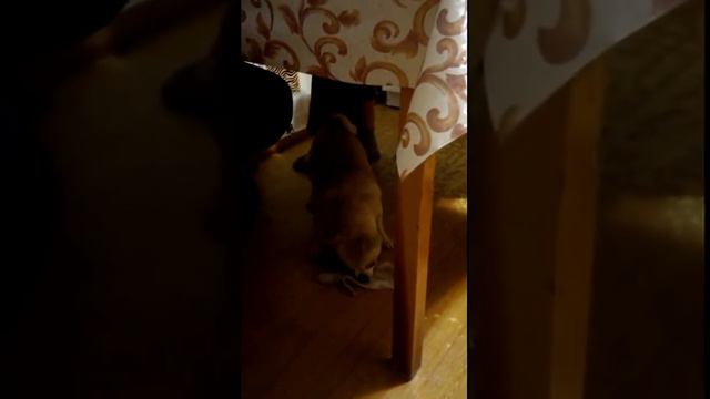 Были бы мозги - было бы сотрясение