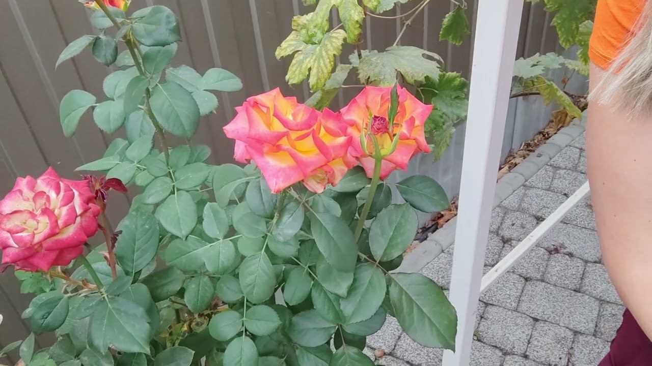 Лина. Lina (ЧГ) rosebushes.ru смотреть онлайн