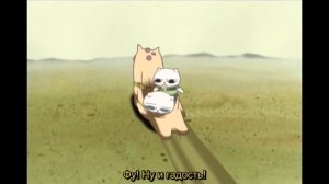 Кошачий Суп