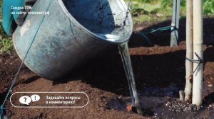 КАК ПОСАДИТЬ КЛЁН красный японский ? Купить клен в Москве и Спб