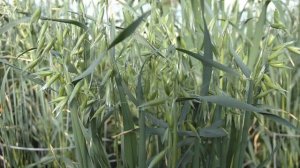 Когда и как необходимо сеять овес как сидерат