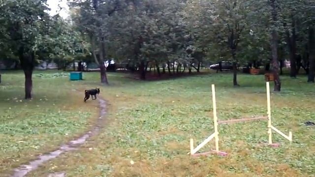 Dar - agility 1st lesson.mp4 смотреть онлайн