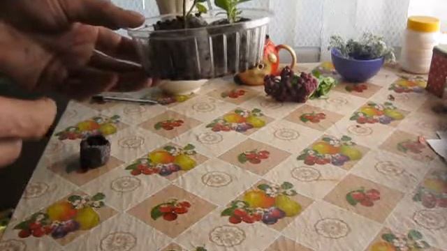 Размножение петуний черенками 3 смотреть онлайн