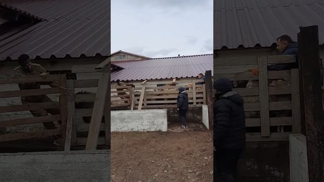 Продажа курдючных баранов на племя смотреть онлайн