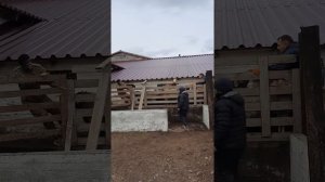 Продажа курдючных баранов на племя