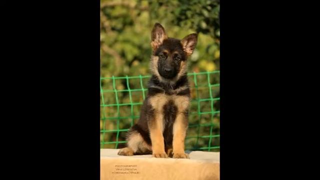 Фотографии щенков немецкой овчарки смотреть онлайн