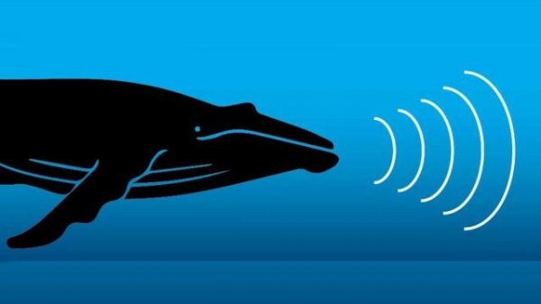 5 Most Mysterious & Unexplained Sea Creatures