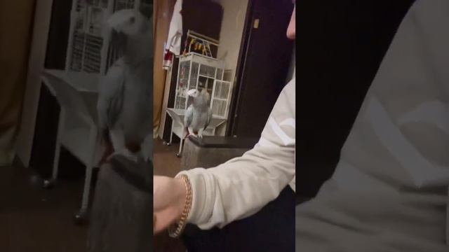 Жако хочет кушать ! И спрашивает вкусно ? #жако #жакопопугай #виделивидео #приколы #птицы смотреть онлайн