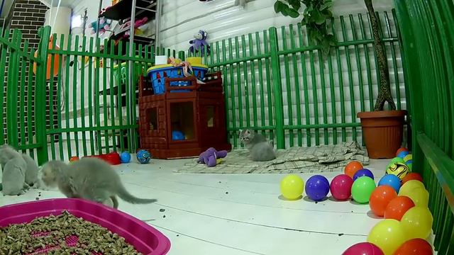 КОТЯТА ОНЛАЙН. Стрим и маленький котенок смотреть онлайн