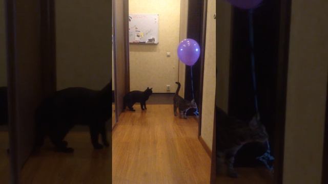 Кот спешит поздравить любимого хозяина с Днем Рождения! смотреть онлайн