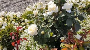 Обзор розы Жанна Моро(Rose Jeanne Moreau) Роскошная француженка без претензий/Давайте мечтать вмест