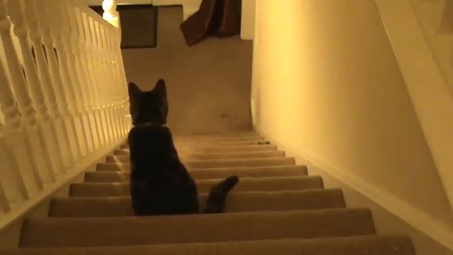 Trubble - Female Cat Mating Call смотреть онлайн