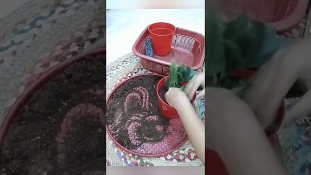 Aglaonema Plants Repotting//Plant shopping//Potting mix of Aglaonema plants смотреть онлайн