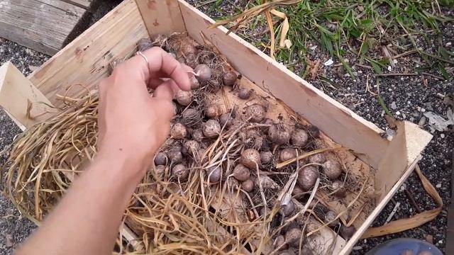 Чеснок. Подготовка к Хранению. Как Обрезать Чеснок. смотреть онлайн