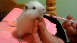 Кормление маленькой нутрии