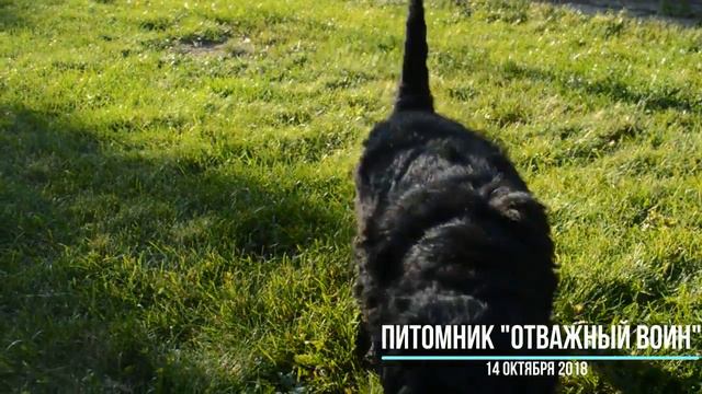Питомник "Отважный Воин" смотреть онлайн