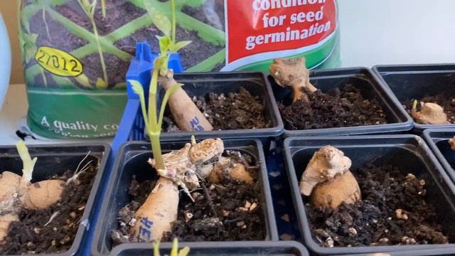 Как размножить георгины - суперновинки. Черенкование георгин. ЧАСТЬ2. смотреть онлайн