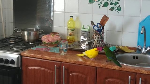 Какарики целуются! смотреть онлайн