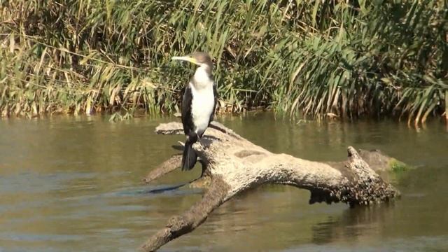 Баклан просит рыбу смотреть онлайн