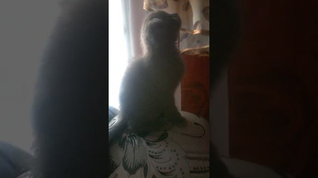 мой маленький суслик смотреть онлайн