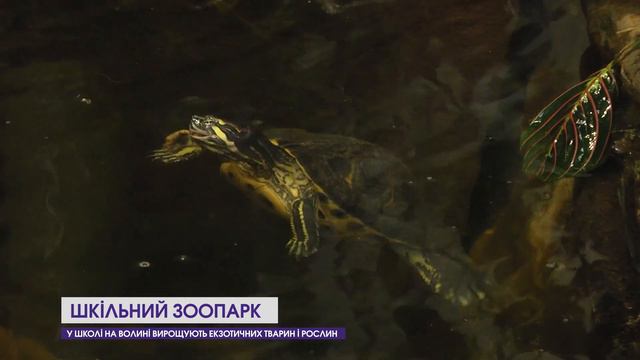 Змії, хамелеони та отруйні павуки: у школі села Городок на Волині - екзотичний зоокуточок