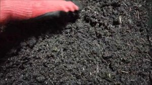 Разведение червей. Сравнение торфа и навоза. Что лучше? Вермикомпост. Биогумус