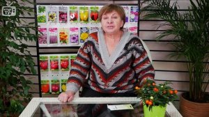 Войлочная вишня ? Особенности ухода и выращивания ?Болезни войлочной вишни