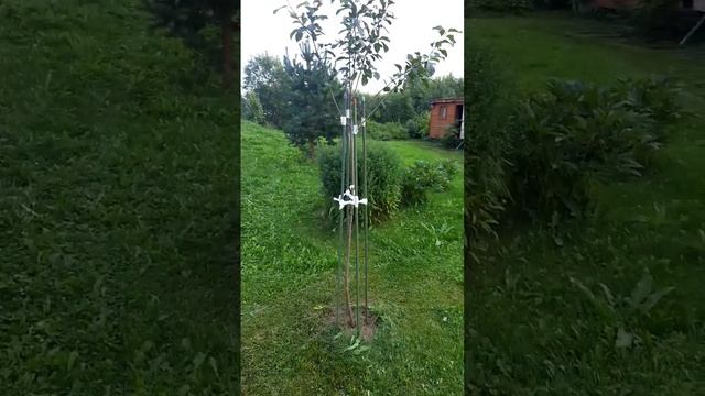 Подвязываем молодые деревья восьмёрочкой Работает смотреть онлайн