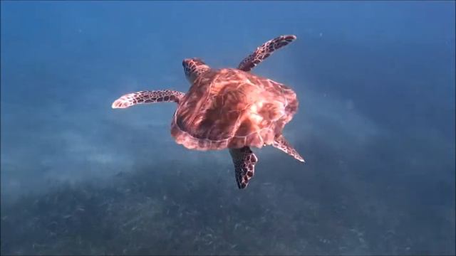 Culebra Turtles HD