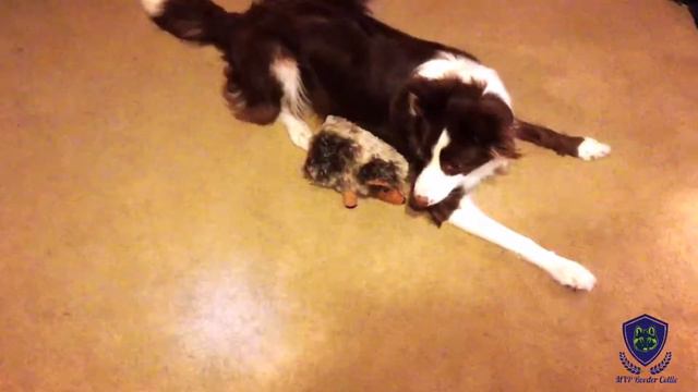 Border Collie vs. The Light 2 смотреть онлайн