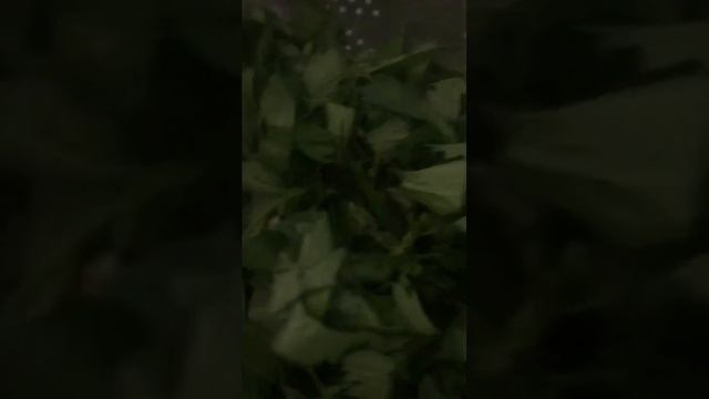 Красный перец ? на зиму с капустой смотреть онлайн