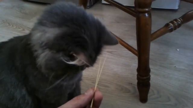 Мой хозяин очень умный! смотреть онлайн