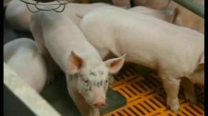 Мираторг_Свинокомплекс Пристенский.mp4