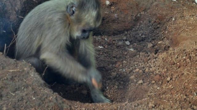 Обезьяны вырыли огромную яму в земле, люди не могут поверить в то, что они нашли!