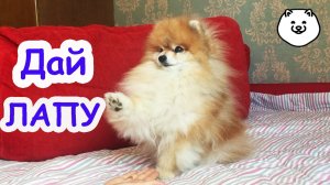 КАК НАУЧИТЬ СОБАКУ ДАВАТЬ ЛАПУ ✔️ДРЕССИРОВКА