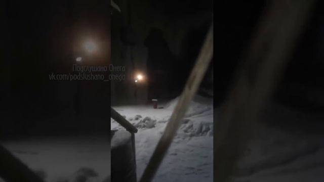 Волки загрызли Хаски в г. Онега (ЛДК) смотреть онлайн