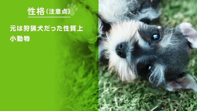 ❤️人気6位【ミニチュア・シュナウザーってどんな犬？】子犬の価格や性格、寿命、飼いやすさは？ カワイイ動画でチェック！ смотреть онлайн
