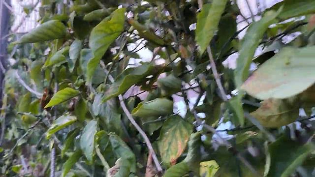 Уникална Оранжерия с много екзотики и ядливи растения към Вили Екополис Главатарци над Кърджали! 💞