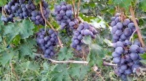 Виноград Низина. Урожай и особенности гибридной формы