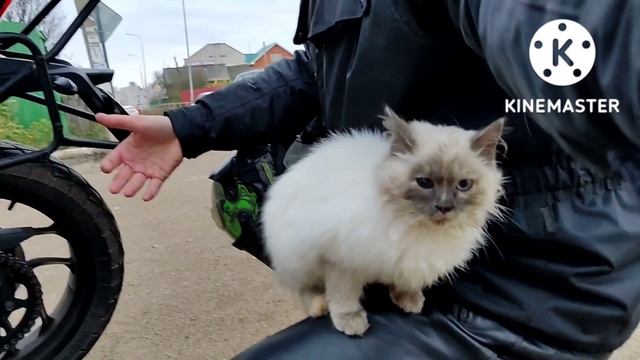 ? КТО-ТО ВЫБРОСИЛ ГОЛОДНОГО ЗАМЕРЗАЮЩЕГО КОТЕНКА