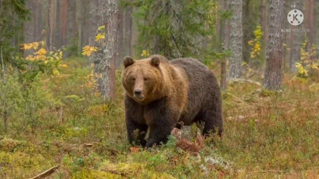 [meme] 🐻Медведь мой дяд ко, волк мой брат ко🐺 смотреть онлайн