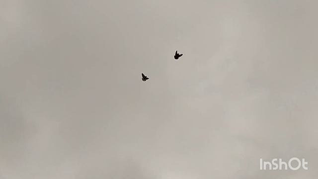 Николаевские голуби | Разминка после долгого перерыва смотреть онлайн