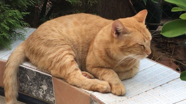 БОЛЬШОЙ РЫЖИЙ КОТ!!! смотреть онлайн
